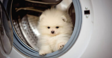 Maytag Pet Hair Washing Machine