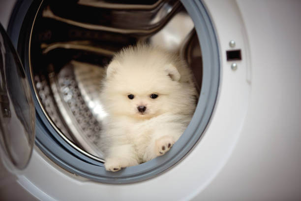 Maytag Pet Hair Washing Machine